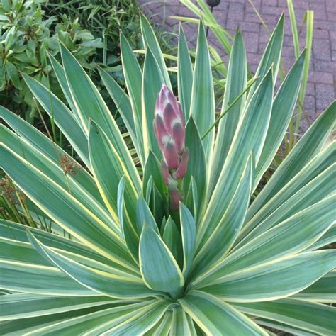 Yucca Gloriosa Plant