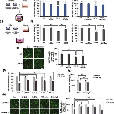 Schematic Representation Of The Effect Of PTP1B Inhibition On The