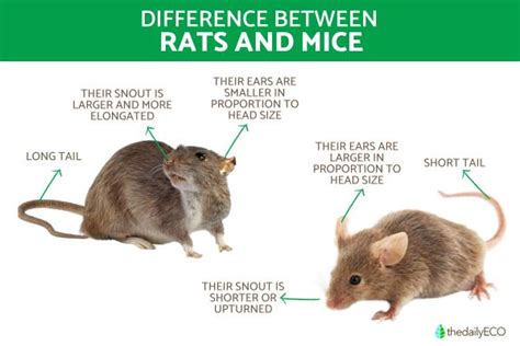 Rats Vs Mice Differences Similarities And Main Characteristics