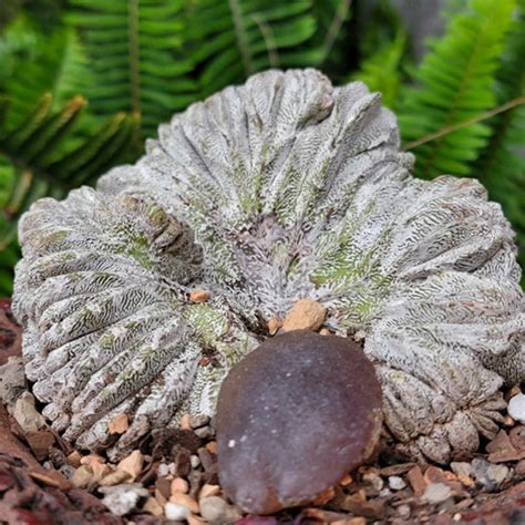 Astrophytum Myriostigma Cv Onzuka Cristata Japan Shangri Ha Cactus