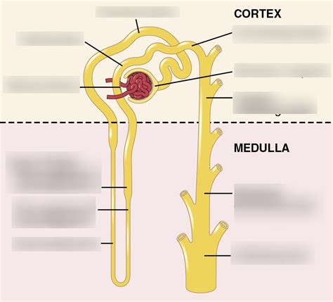 Diagram of Nephron Tubular Segments Diagram | Quizlet