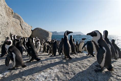 The Penguins of Boulders Beach | AFKTravel