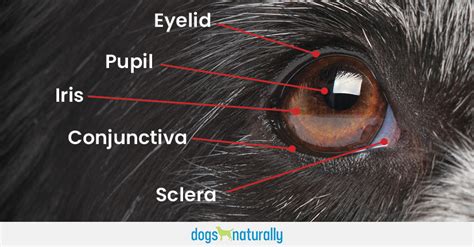 Cataracts In Dogs • Beastie Boutique Pet Groomer And Specialty Pet