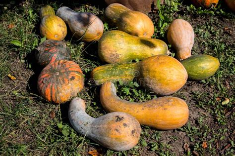 A Lot Of Pumpkins On The Ground Stock Photo Image Of Organic