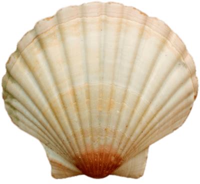 Sea Shell transparent PNG - StickPNG