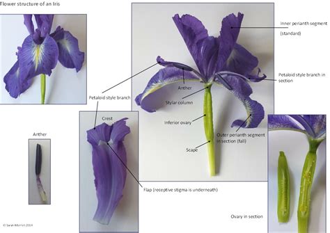 Iris Flower Parts Diagram