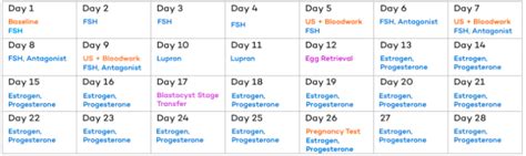 Fresh And Frozen Embryo Transfers Choosing The Right Option For You