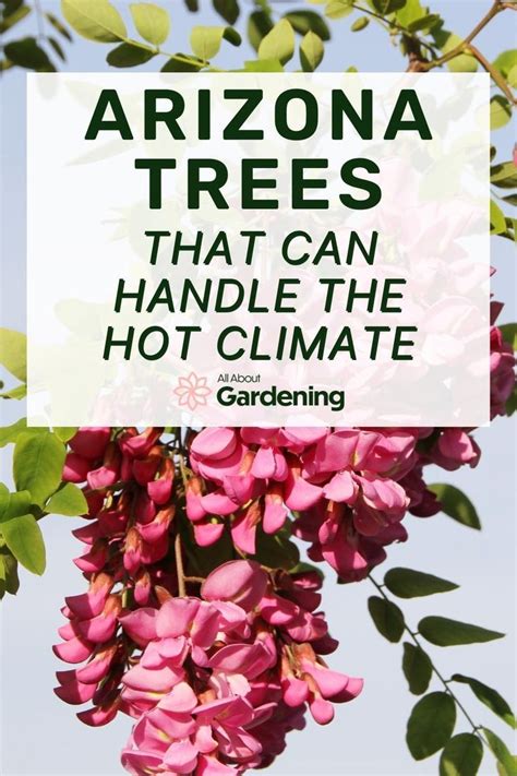 27 Trees For The Hot And Dry Arizona Climate In 2024 Drought Resistant Trees Desert Plants