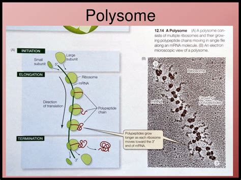 PPT - Translation: From RNA to Protein PowerPoint Presentation, free ... 