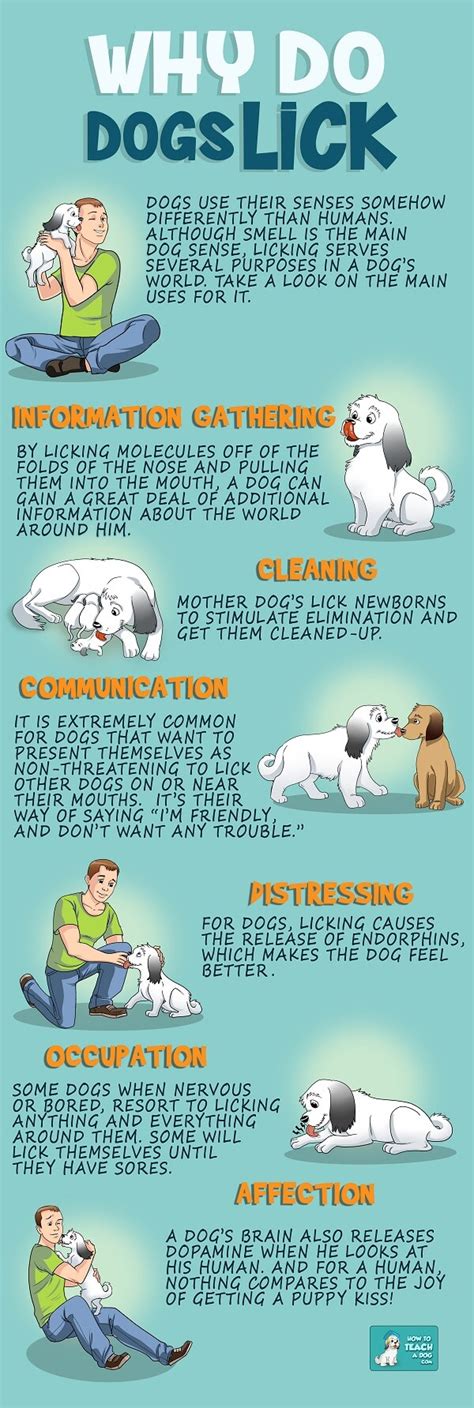 Why Do Dogs Lick? - DGP For Pets
