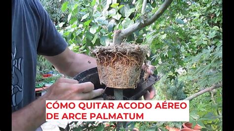 Quitar Acodo A Reo De Arce Palmatum C Mo Hacer Bons Is Youtube