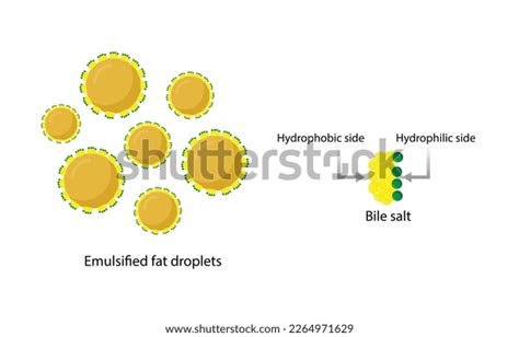 Fat Emulsification Fat Molecules Lipid Droplets Stock Vector Royalty Free 2264971629