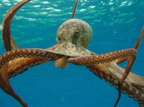 Large Octopus