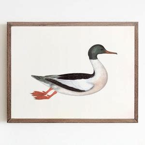 Vintage Duck Print, Antique Duck Painting, Printable Antique Art - Etsy