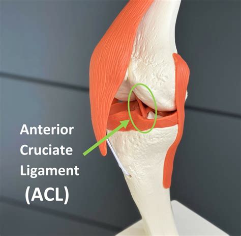 ACL Injuries Questions And Answers