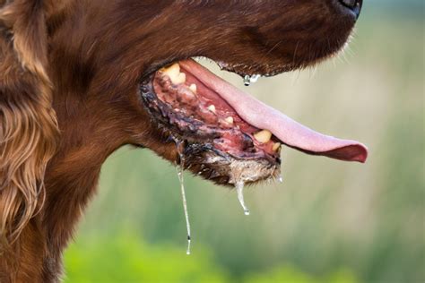 Rabia En Perros C Mo Saber Si Un Perro Tiene Rabia Qu Sintomas