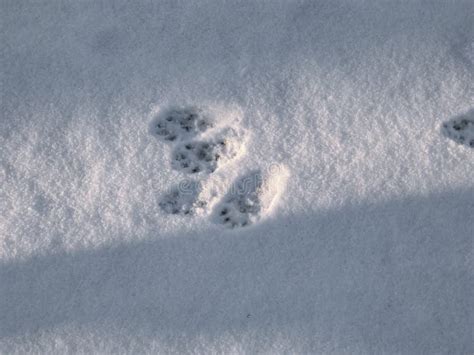 Footprints of the European Pine Marten (Martes Martes) in the Snow in ...