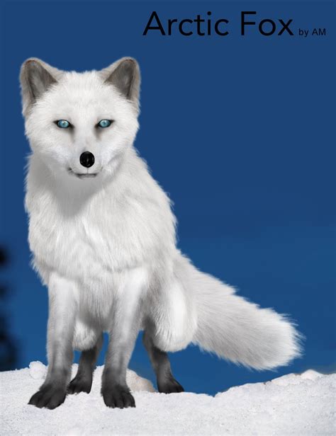 Arctic Fox By Am Documentation Center