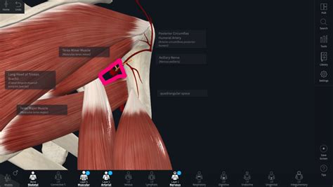 Quadrangular space Diagram | Quizlet