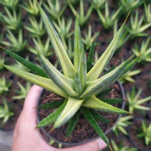 Sansevieria Francisii Variegata Aroid Nursery