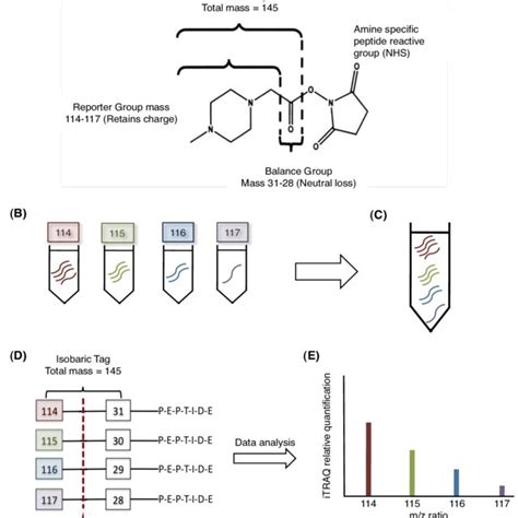 2: Peptide sequencing by tandem mass spectrometry. The first MS... | Download Scientific Diagram