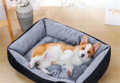 Dog Beds | Wayfair