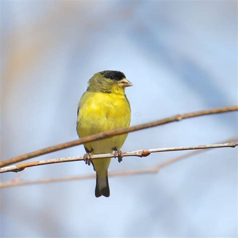 Lesser Goldfinch male stock photo. Image of yellow, songbird - 192842892