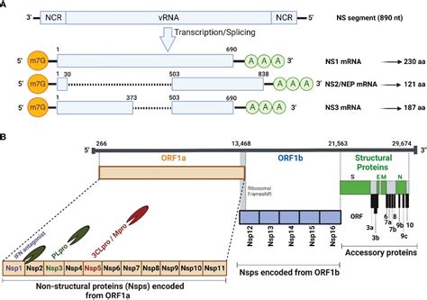 Frontiers Antiviral Responses Versus Virus Induced Cellular Shutoff