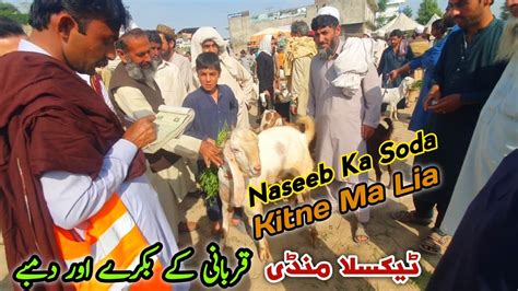 Kitne Ka Lia Naseeb Ka Soda Taxila Bakra Mandi Latest Update April