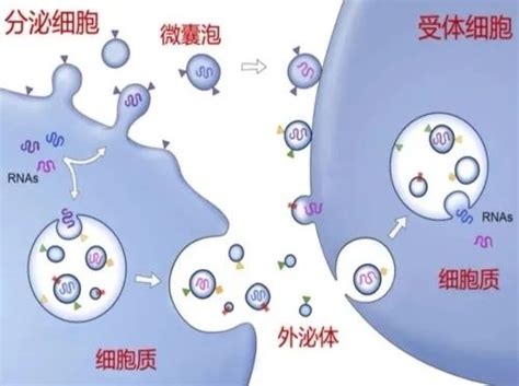 外泌体五大知识你了解吗？ 生基赛尔