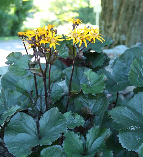 Perennials With Fall Flowers for the Northeast - Fine Gardening