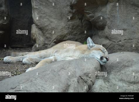 Resting Mountain Lion Hi Res Stock Photography And Images Alamy