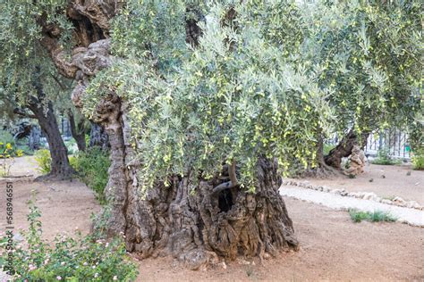 Olive tree in the Garden of Gethsemane in Jerusalem, Israel Stock Photo ...