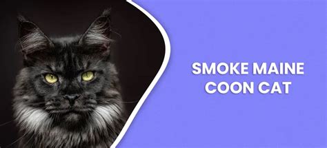 Smoke Maine Coon Cat - Breed Info (With Pictures)