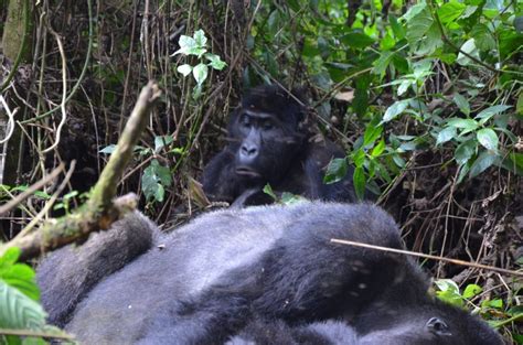 Distance And Drive Time From Kigali To Bwindi