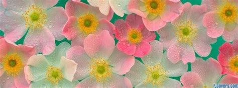 Flowers Cherry Blossoms 20 Facebook Cover Beautiful Flowers Wallpapers Pink Flowers Wallpaper