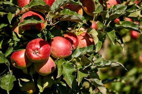 Manzanas Deliciosas Brillantes Que Cuelgan De Una Rama De Rbol En Un