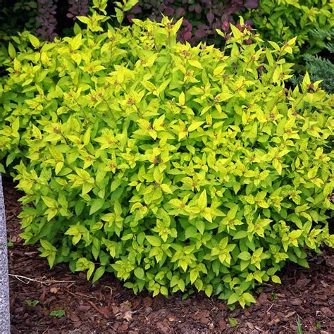 Spirea Gold Mound Spirea Japonica Gold Mound Wilno S Twig Farm