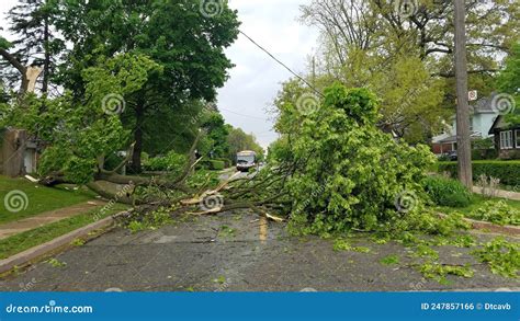 Baum Der Nach Einem Hurrikan Fiel Stockfoto Bild Von Regen Haupt