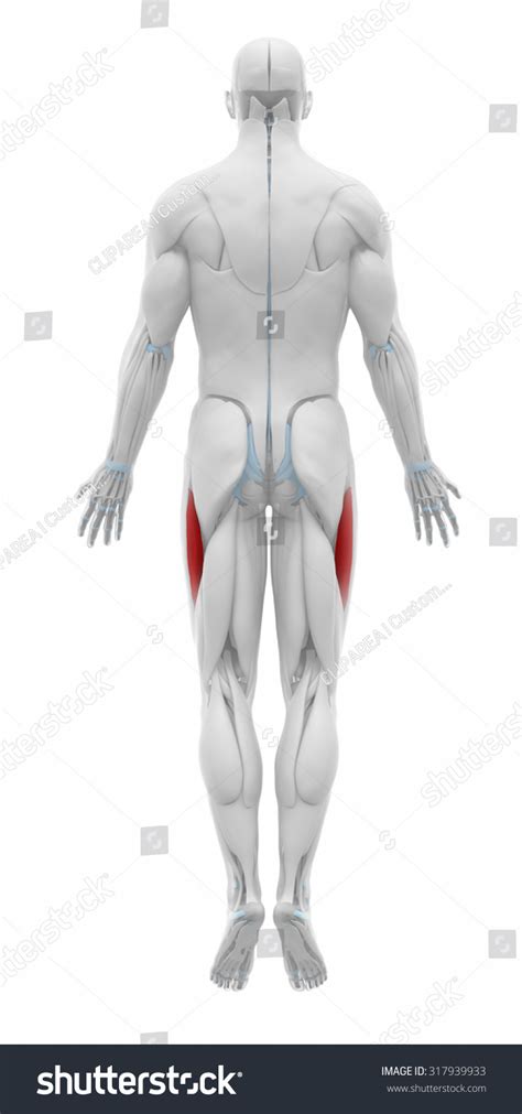 Vastus Lateralis Anatomy Map Muscles 스톡 일러스트 317939933 Shutterstock