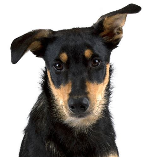 Black And Tan Kelpie Stock Photos, Pictures & Royalty-Free Images - iStock