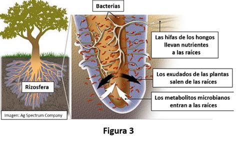 Cómo funciona el ciclo de nutrientes