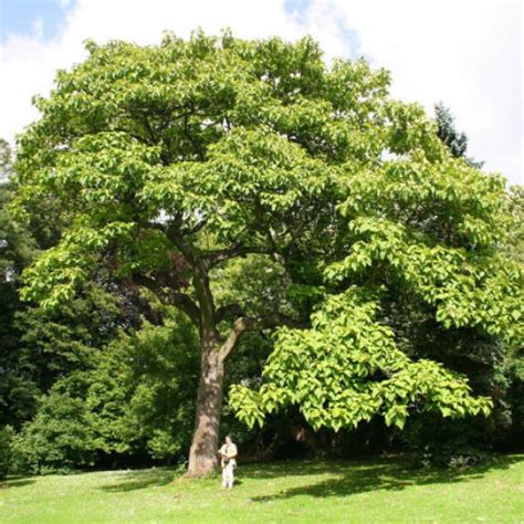 Buy Paulownia Tree (Paulownia Catalpifolia) 100 seeds online :: Seeds ...