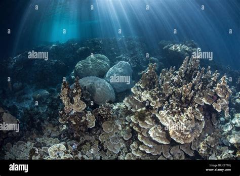 Coral Reef Of Palau Micronesia Palau Stock Photo Alamy