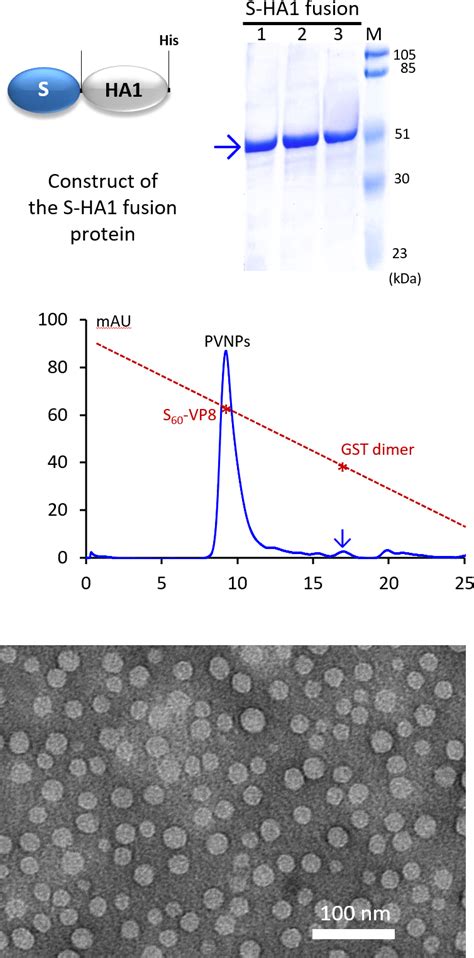 Production And Characterization Of His Tagged S Ha1 Pvnps A