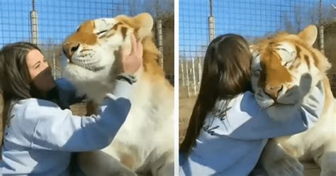 Youtube Viral Turista Ingresa A Jaula De Enorme Tigre Para Acariciarlo