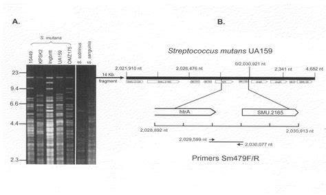 Methods And Species Specific Primers For Detection And Quantification