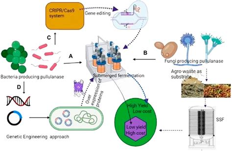 Frontiers Pullulanase Unleashing The Power Of Enzyme With A