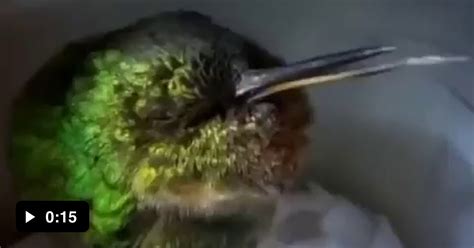 This Hummingbird Imitating Guys Falling Out Of A Plane Nah It S