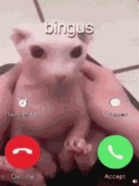 Bingus Bingus Discover Share GIFs